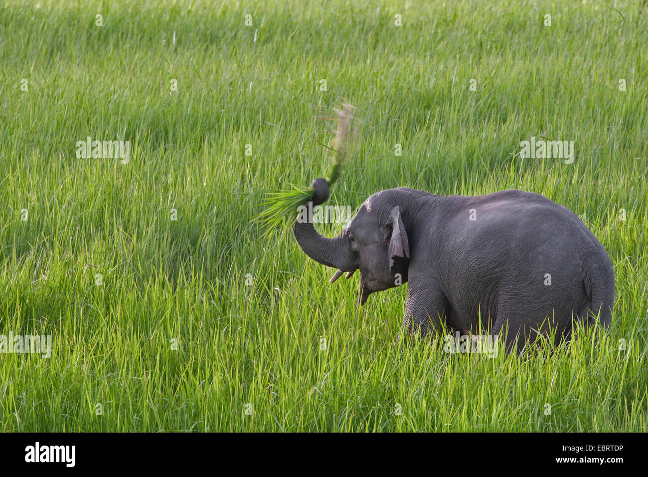 Asiatic elephant, Asian elephant (Elephas maximus), juvenile male grazing in a meadow, Thailand, Khao Yai National Park Stock Photo