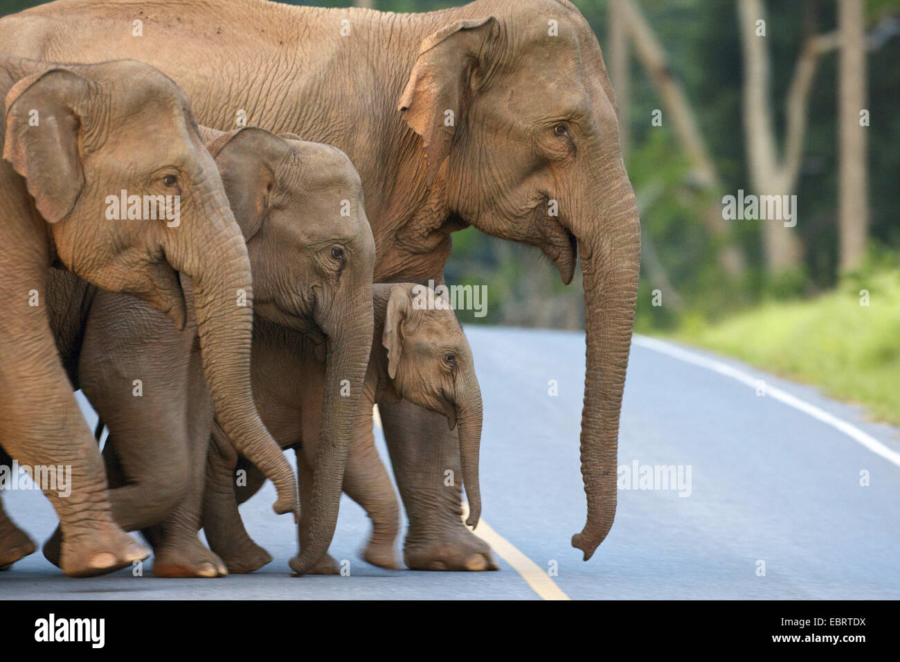 Asiatic elephant, Asian elephant (Elephas maximus), elephant family walking across the street, Thailand, Khao Yai National Park Stock Photo