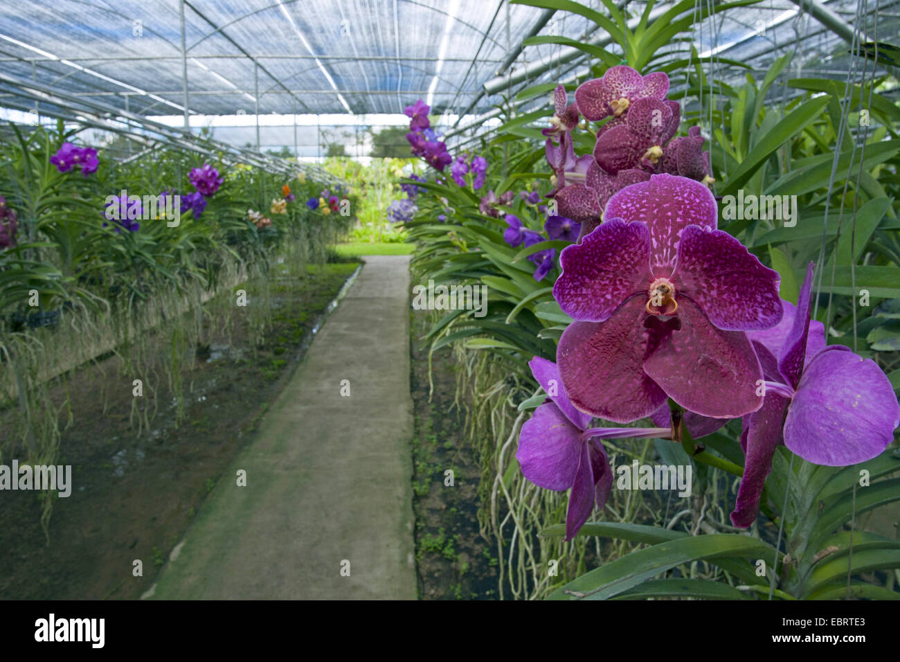 orchids in a orchid farm in Thailand, Thailand Stock Photo