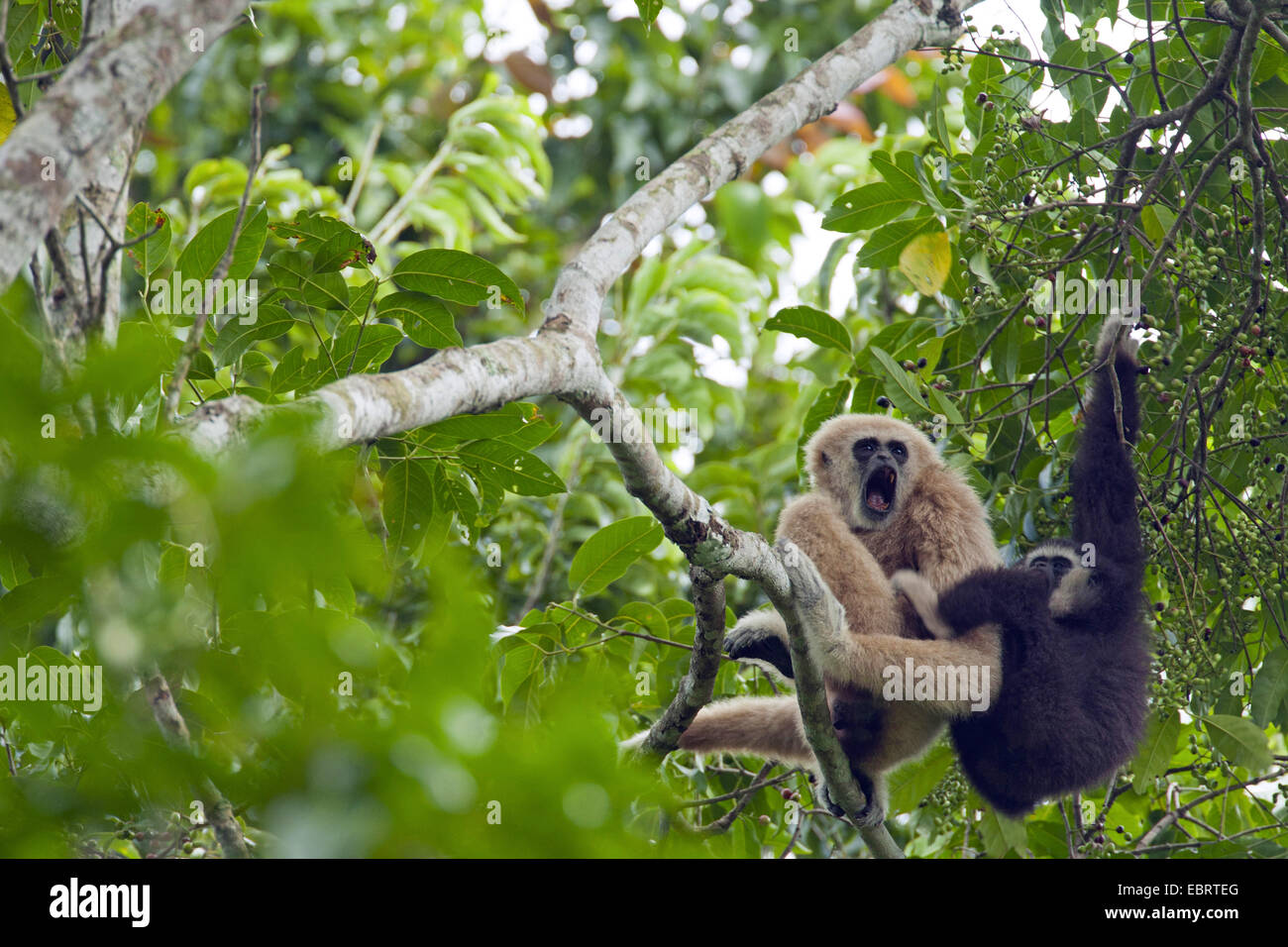 White handed gibbon in tree hires stock photography and images Alamy