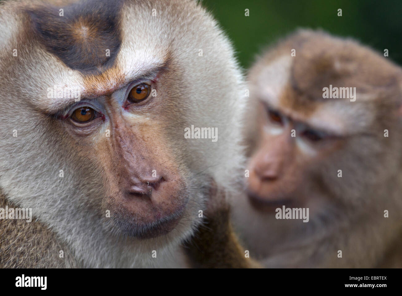 Northern pig-tailed macaque (Macaca leonina), grooming, Thailand, Khao Yai National Park Stock Photo