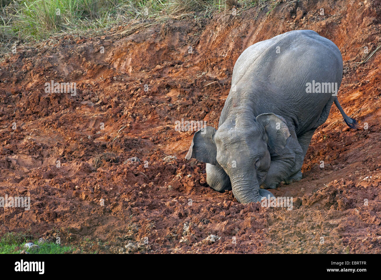 Asiatic elephant, Asian elephant (Elephas maximus), elephant calf licking salt from the soil, Thailand, Khao Yai National Park Stock Photo