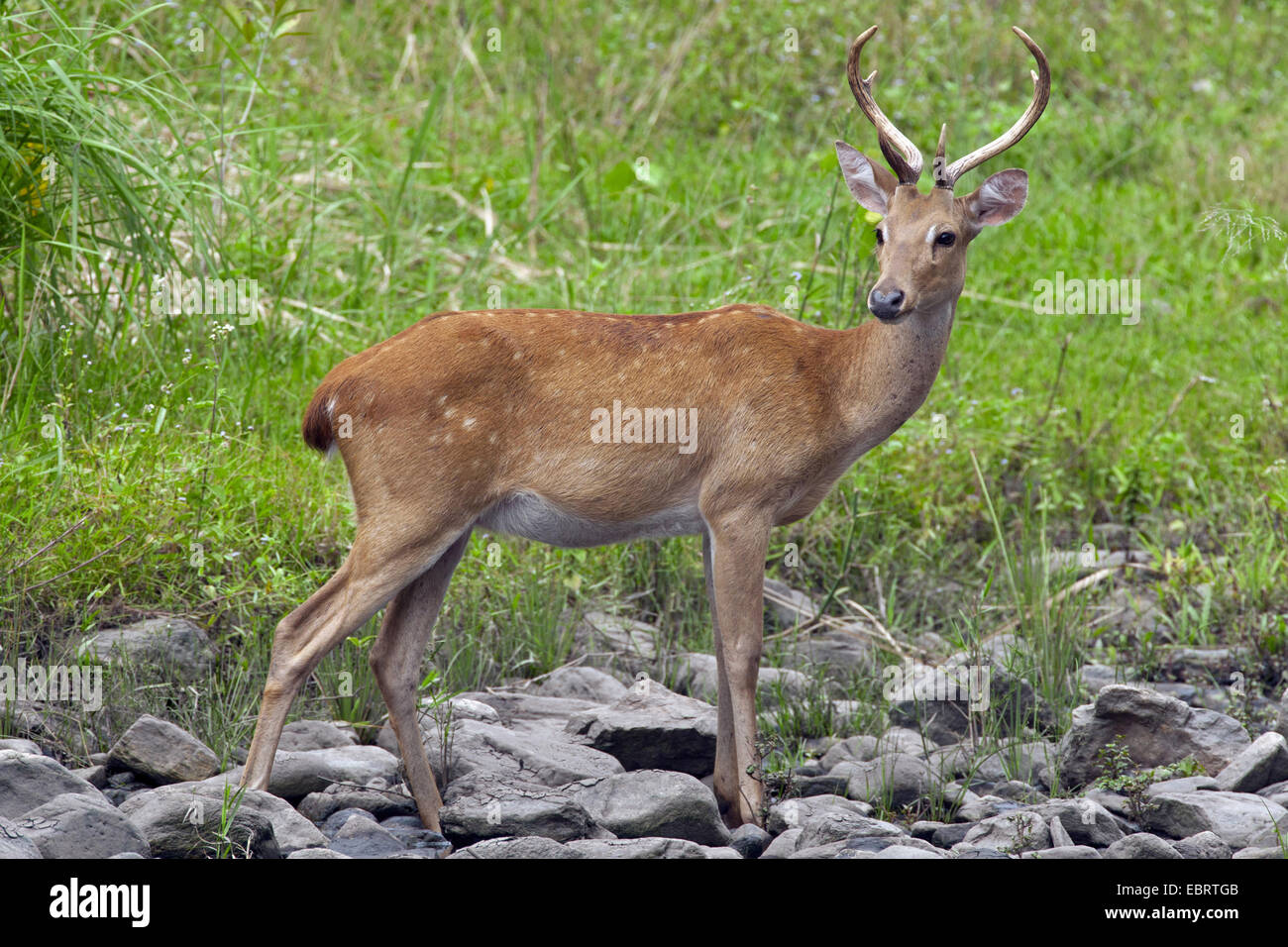 Thamin, Brow-antlered deer, Eld's deer (Panolia eldii, Rucervus eldii, Cervus eldii), hind standing in a parched brook, Thailand, Huai Kha Khaeng Wildlife Sanctua Stock Photo