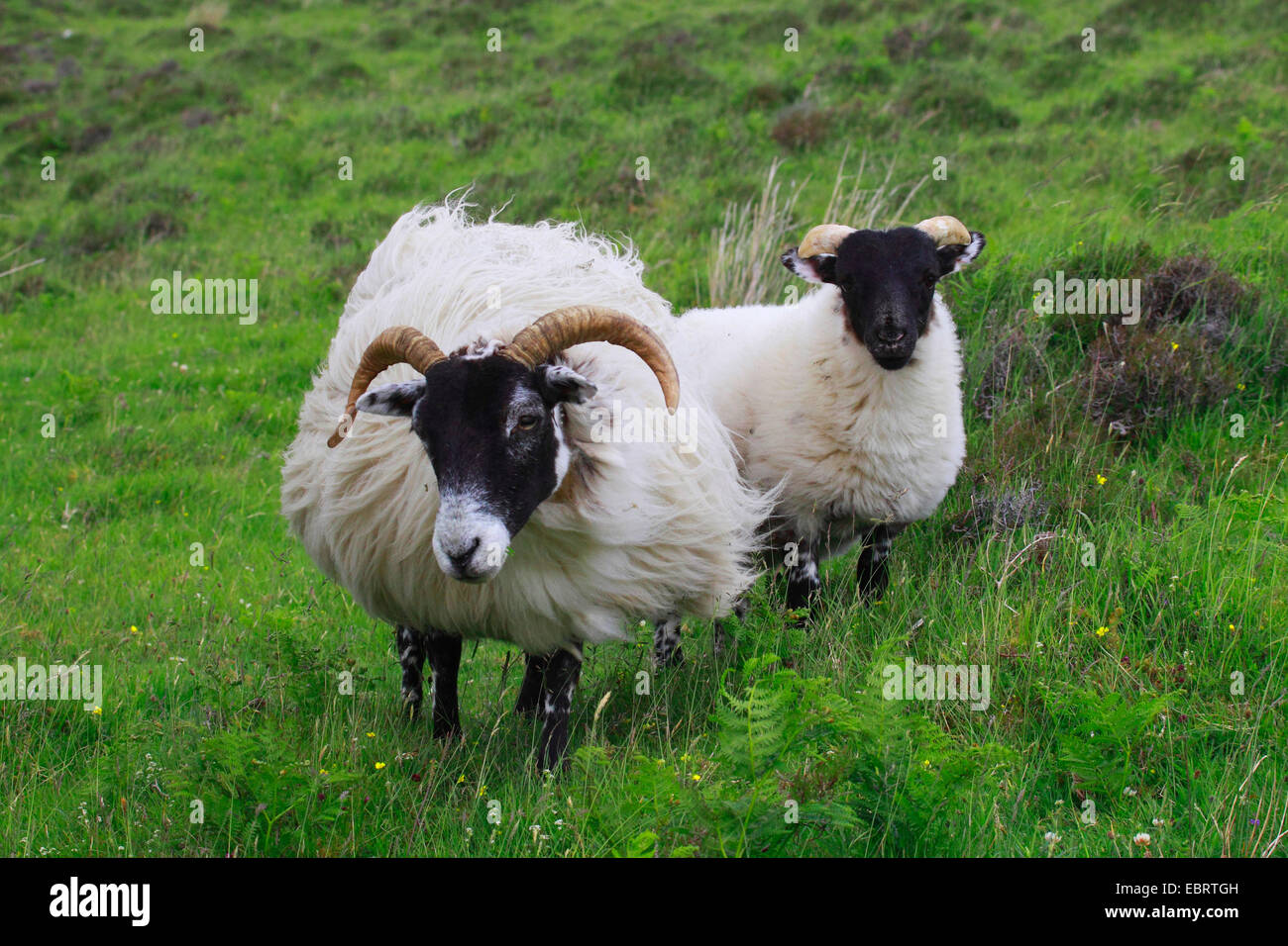 Scottish Blackface (Ovis ammon f. aries), female and lamb, United Kingdom, Scotland Stock Photo