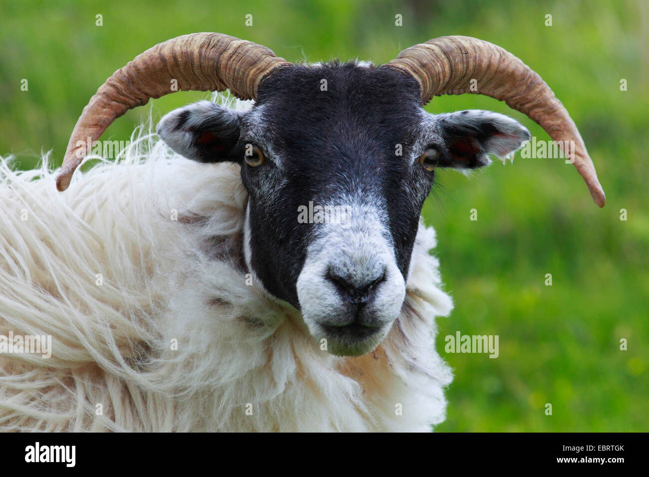 Scottish Blackface (Ovis ammon f. aries), female, United Kingdom, Scotland Stock Photo