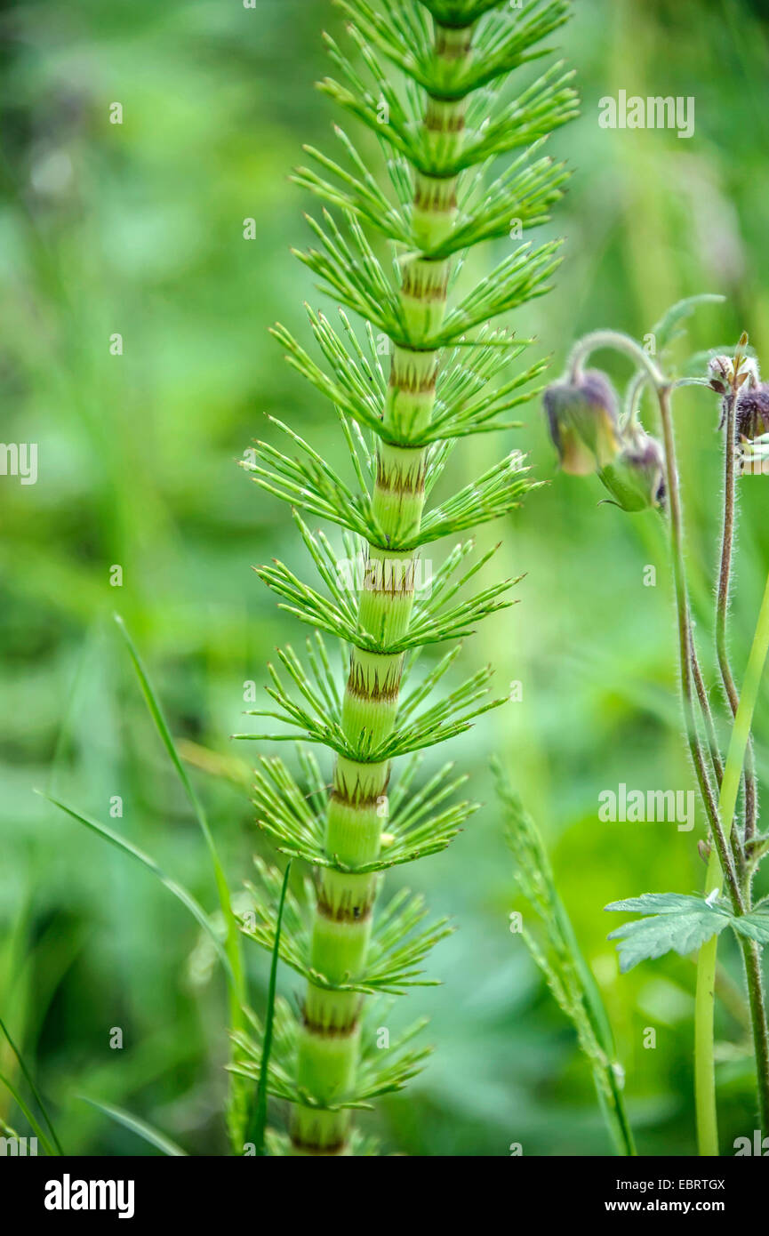 great horsetail (Equisetum telmateia, Equisetum telmateja, Equisetum maximum), as ornamental plant in a garden, Germany Stock Photo