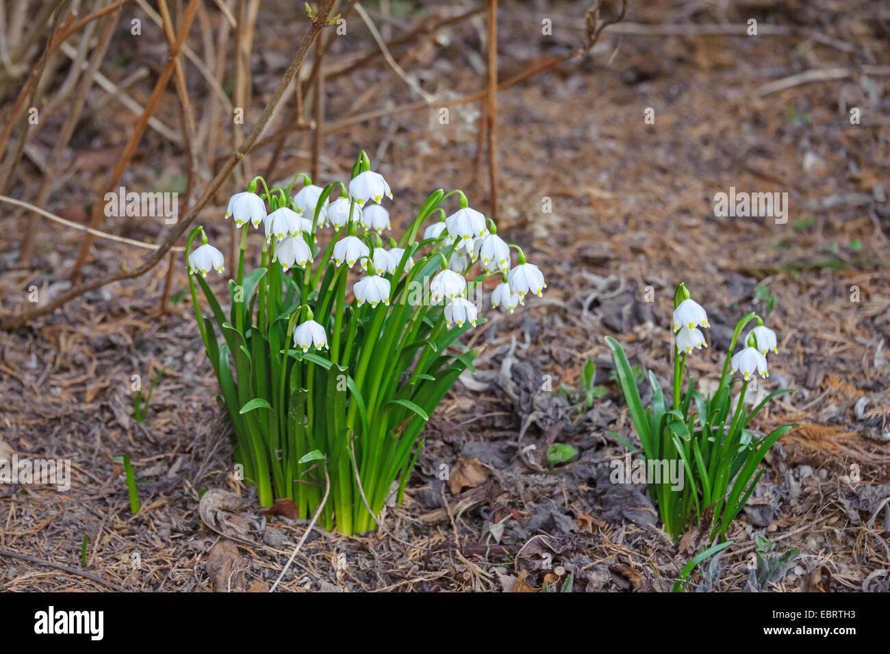 spring snowflake (Leucojum vernum), blooming, Germany, Saxony Stock Photo