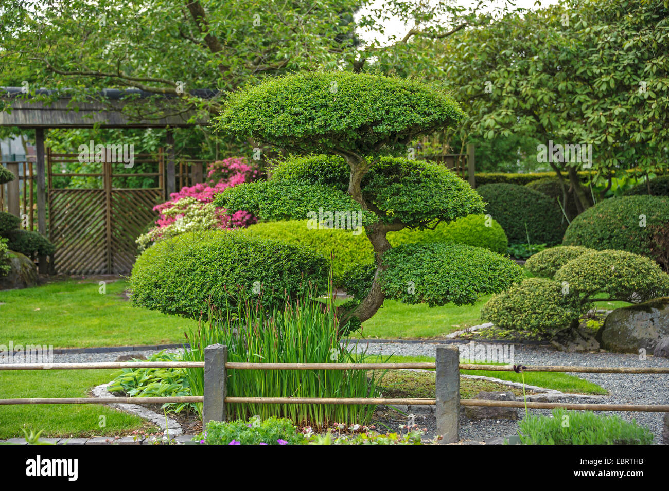 Ðire, Antarctic beech (Nothofagus antarctica), in a Japanese garden Stock Photo