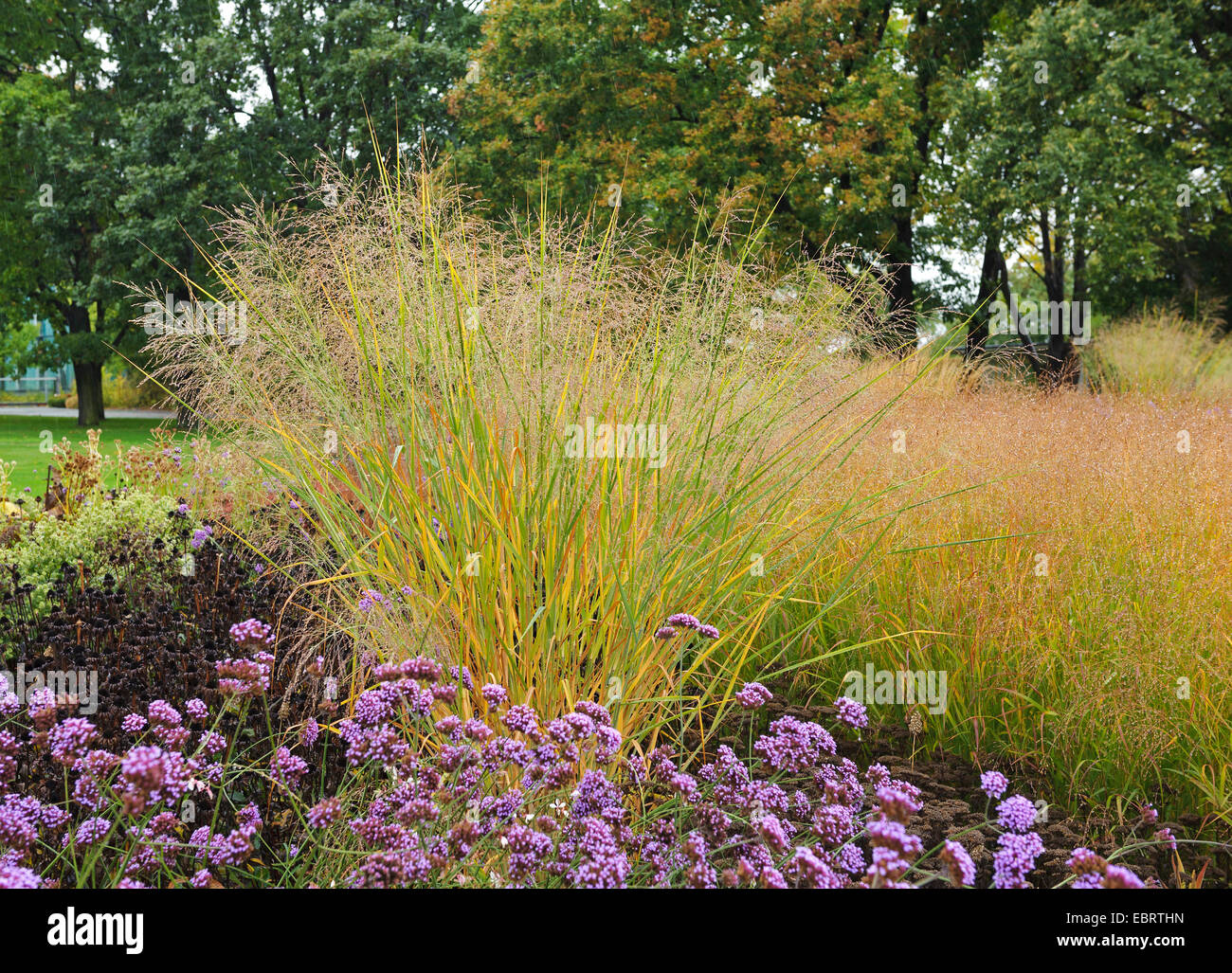 Old switch panic grass (Panicum virgatum 'Cloud Nine', Panicum virgatum Cloud Nine), blooming Stock Photo