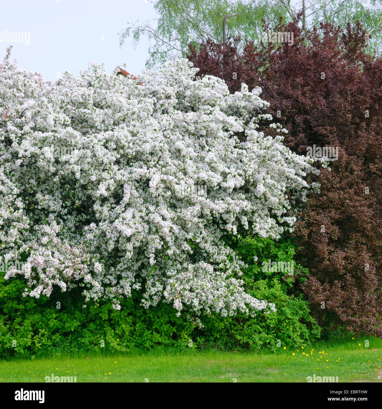 Japanese Crab (Malus floribunda), blooming tree, Germany, Saxony Stock Photo