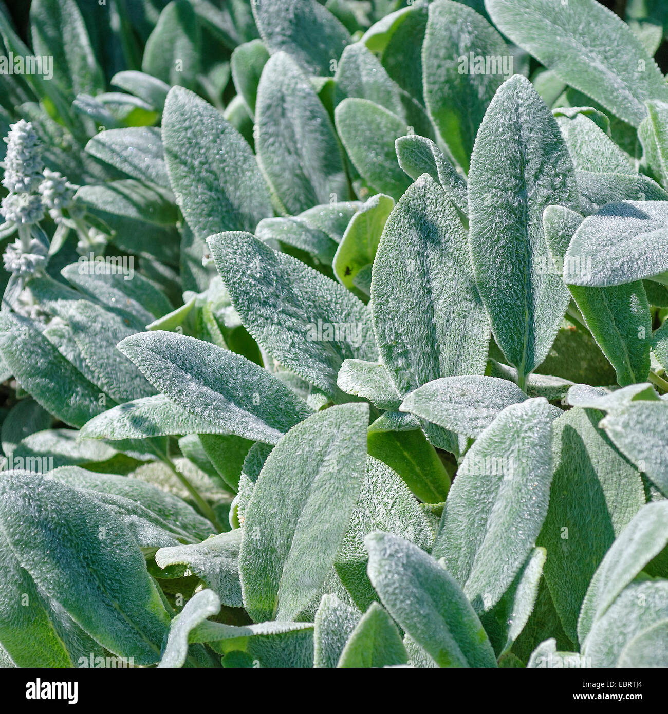 woolly lamb's ear (Stachys byzantina), leaves, Germany, Hesse Stock Photo