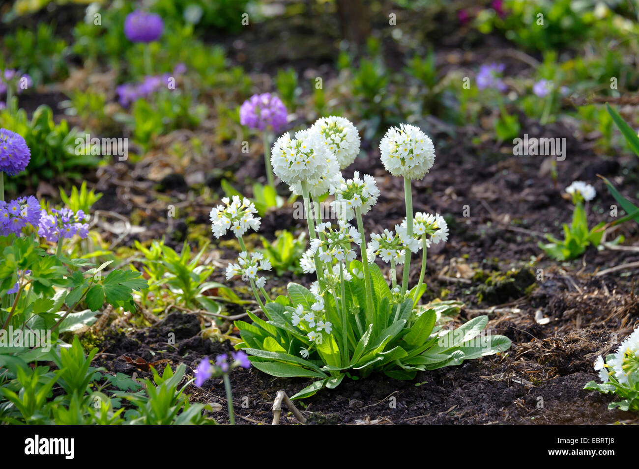 Drumstick Primrose (Primula denticulata 'Alba', Primula denticulata Alba), cultivar Alba Stock Photo