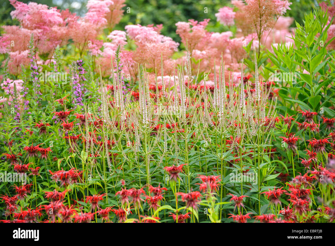 Culver's root (Veronicastrum virginicum 'Diana', Veronicastrum virginicum Diana), blooming in a bed with Monarda Squaw and Filipendula rubra Venusta Stock Photo