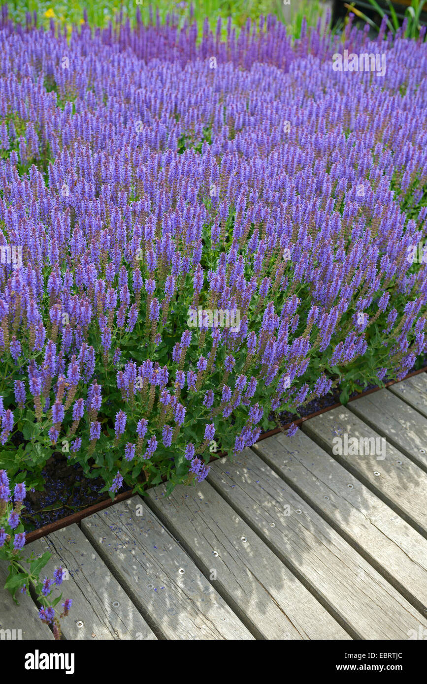 Woodland sage, Balkan clary, Wood sage (Salvia nemorosa 'Blauhuegel', Salvia nemorosa Blauhuegel), cultiar Blue Hill, Germany, Hamburg Stock Photo