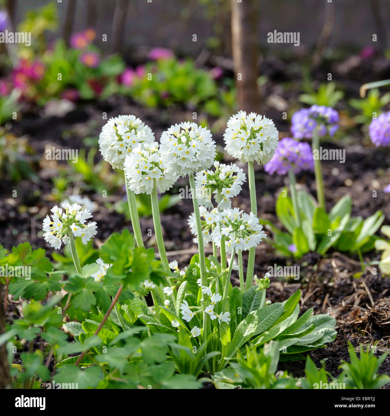 Drumstick Primrose (Primula denticulata 'Alba', Primula denticulata Alba), cultivar Alba Stock Photo