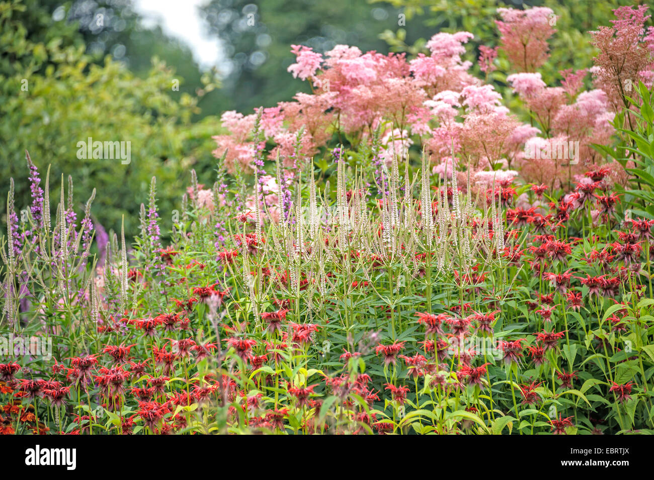 Culver's root (Veronicastrum virginicum 'Diana', Veronicastrum virginicum Diana), blooming in a bed with Monarda Squaw and Filipendula rubra Venusta, Germany, Lower Saxony Stock Photo