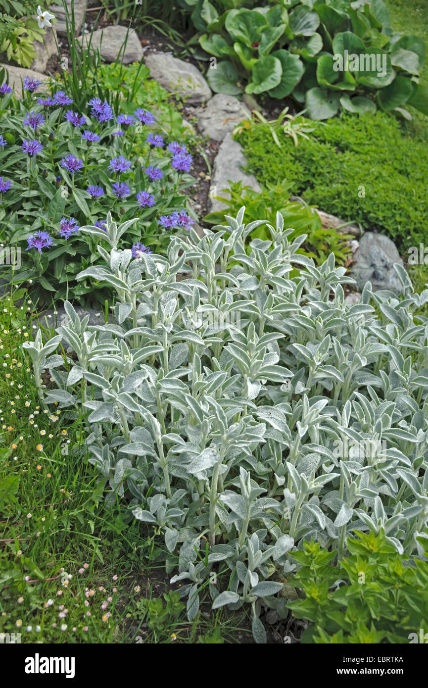 woolly lamb's ear (Stachys byzantina), in a flowerbed together with Centaurea montana Stock Photo