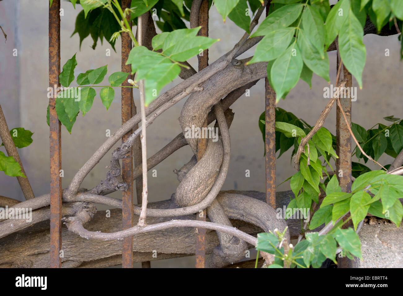 Chinese wisteria (Wisteria sinensis), climbing at a fence, Spain Stock Photo