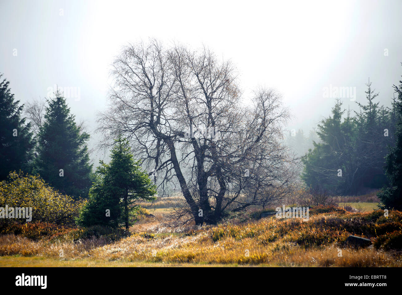downy birch (Betula pubescens), in winter, Germany, Saxony, Georgenfelder Hochmoor Stock Photo