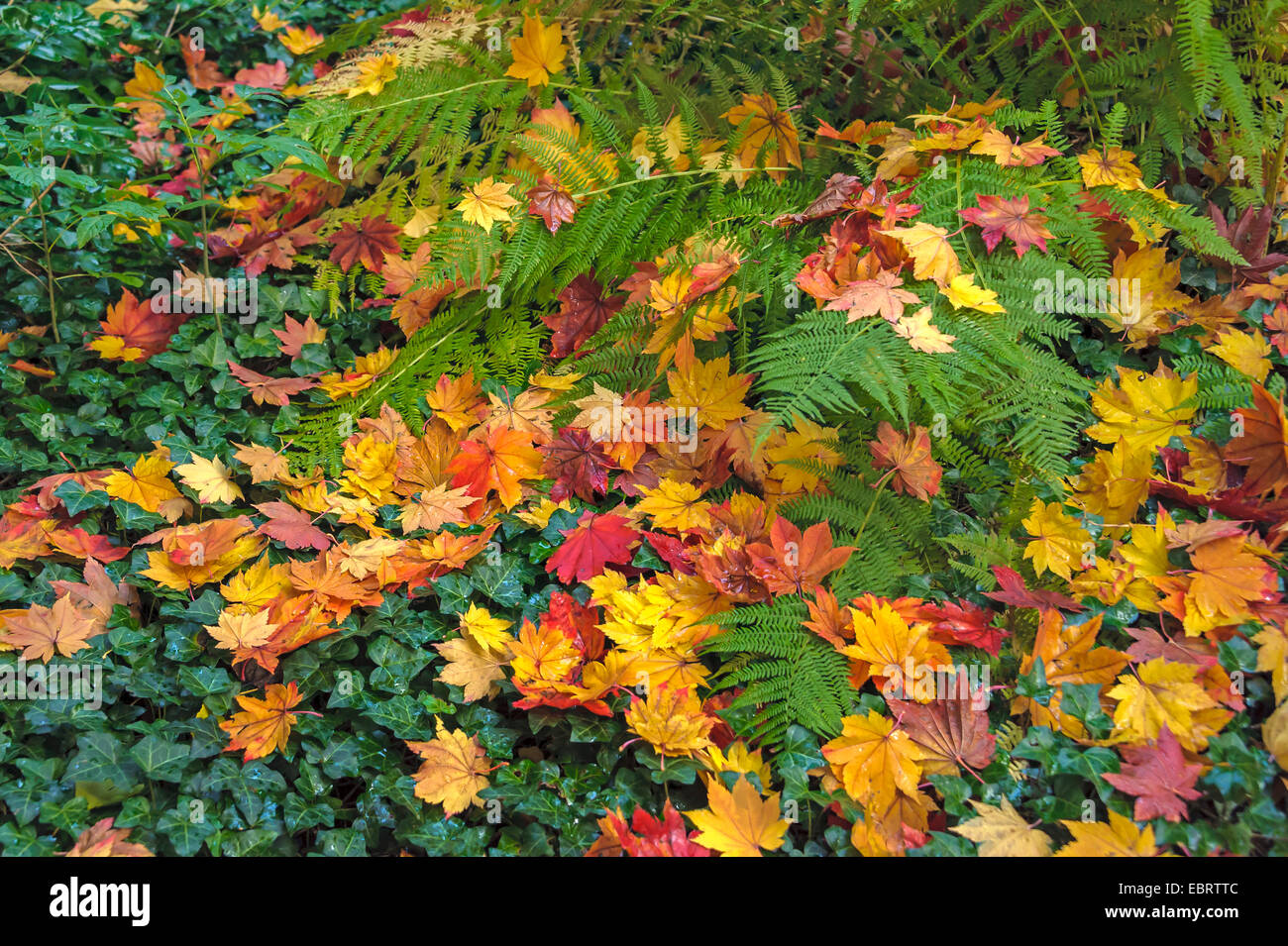 Japanese maple (Acer japonicum), autumn leaves on ivy Stock Photo