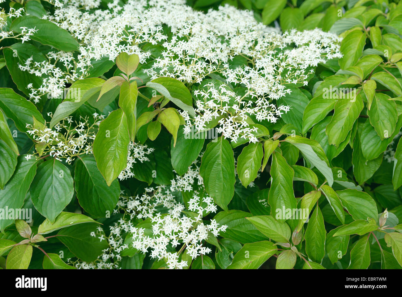 giant dogwood (Cornus controversa), blooming Stock Photo