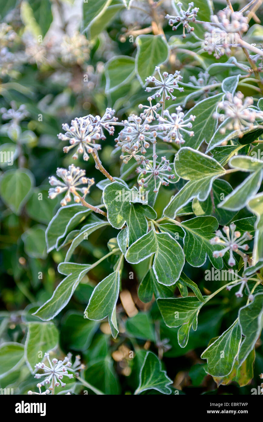 English ivy, common ivy (Hedera helix 'Arborescens', Hedera helix Arborescens), cultivar Arborescens Stock Photo