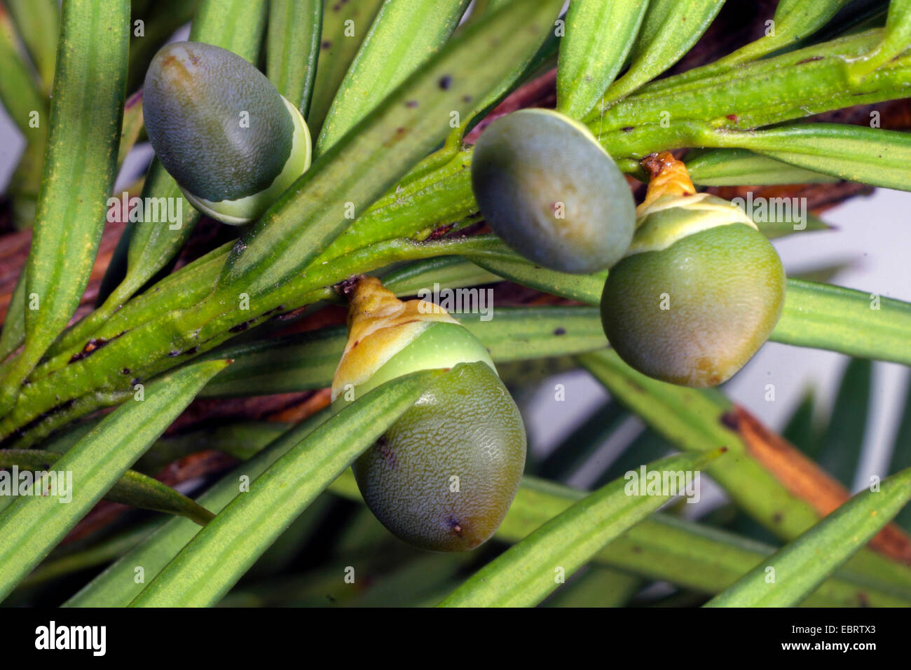 Common yew, English yew, European yew (Taxus baccata), immature seeds Stock Photo