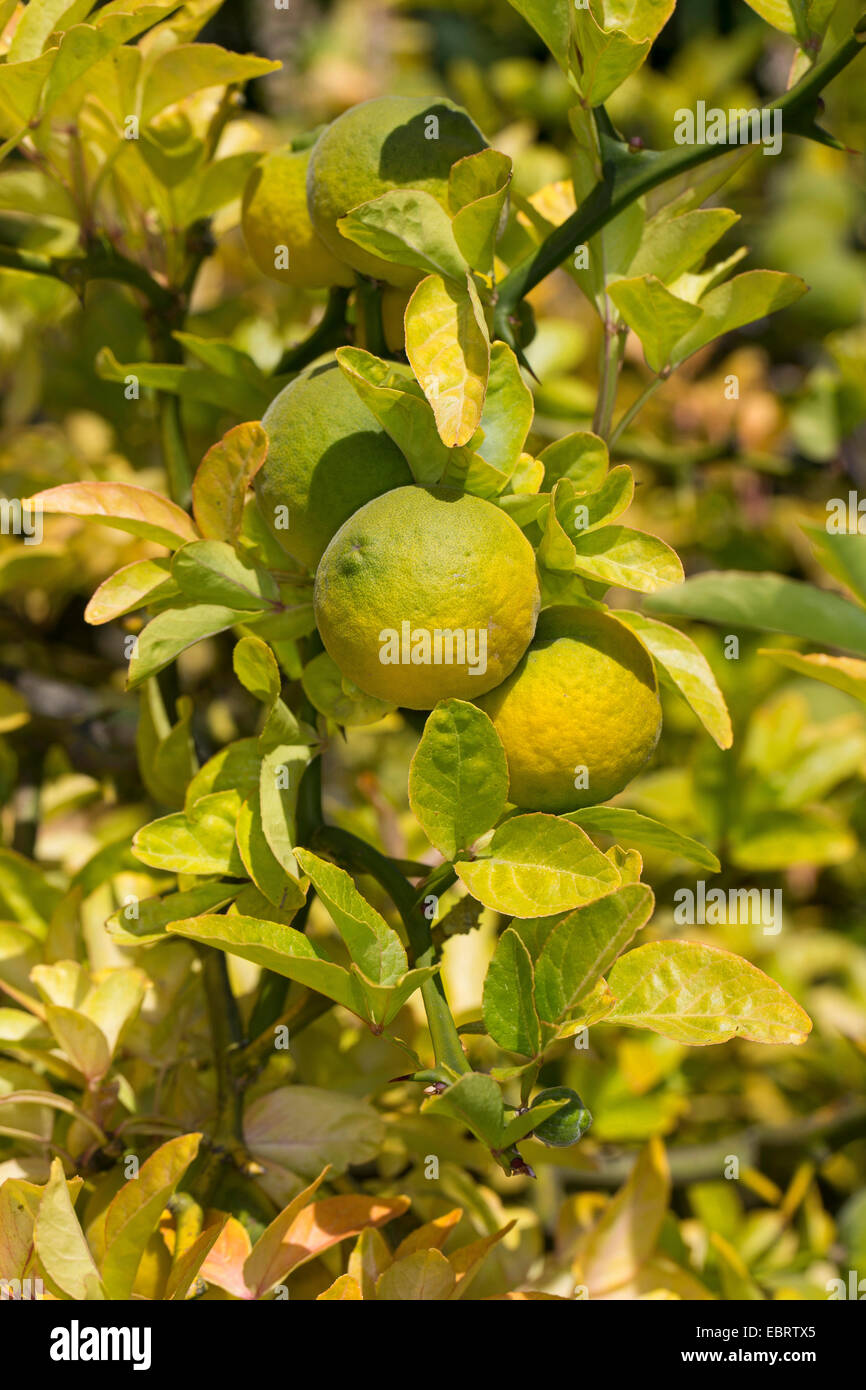 Trifoliate orange (Poncirus trifoliatam Citrus trifoliata), branch with immature fruits Stock Photo