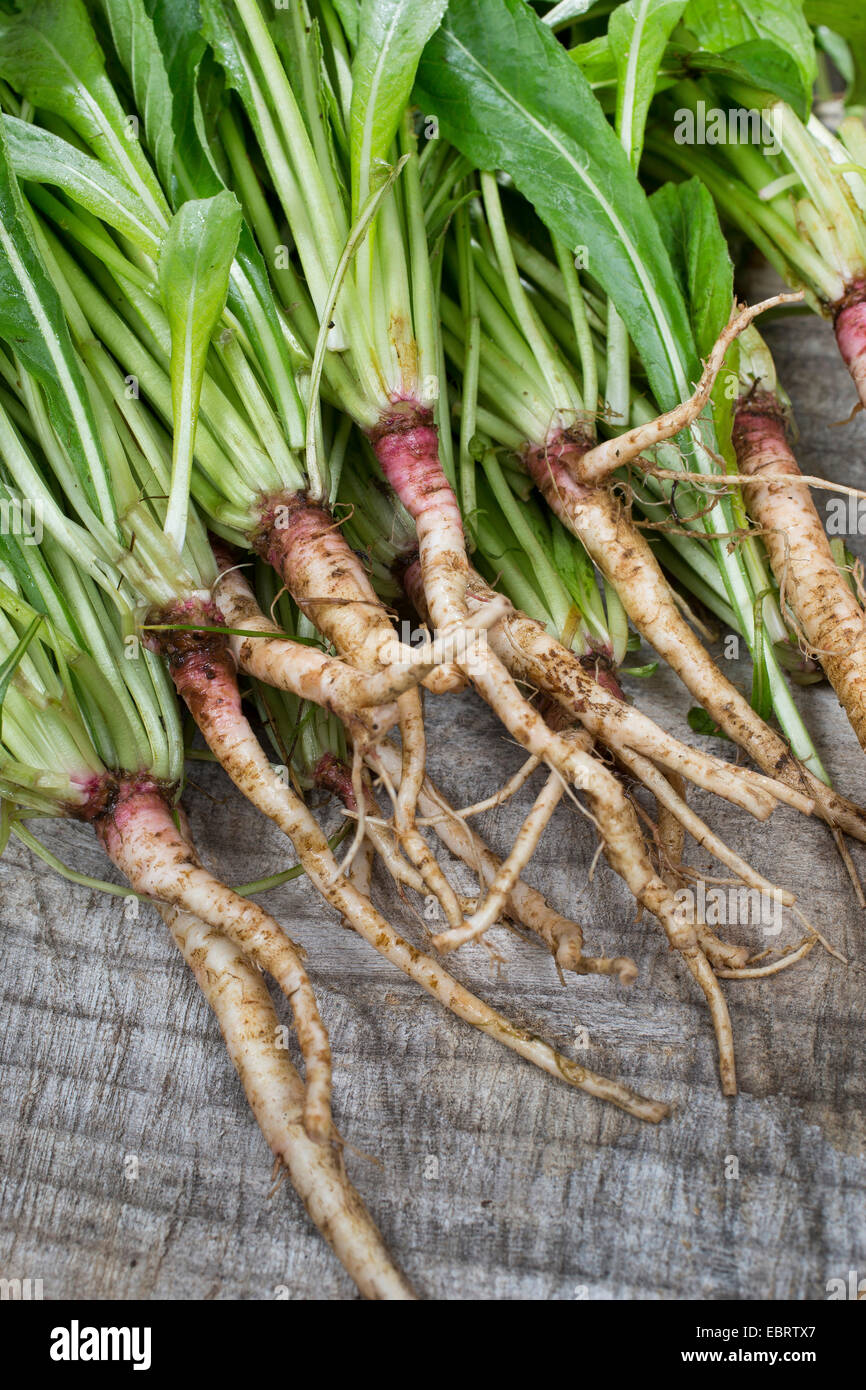 Edible roots hires stock photography and images Alamy