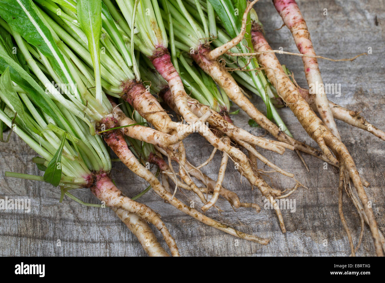 common evening primrose (Oenothera biennis), edible roots, Germany Stock Photo