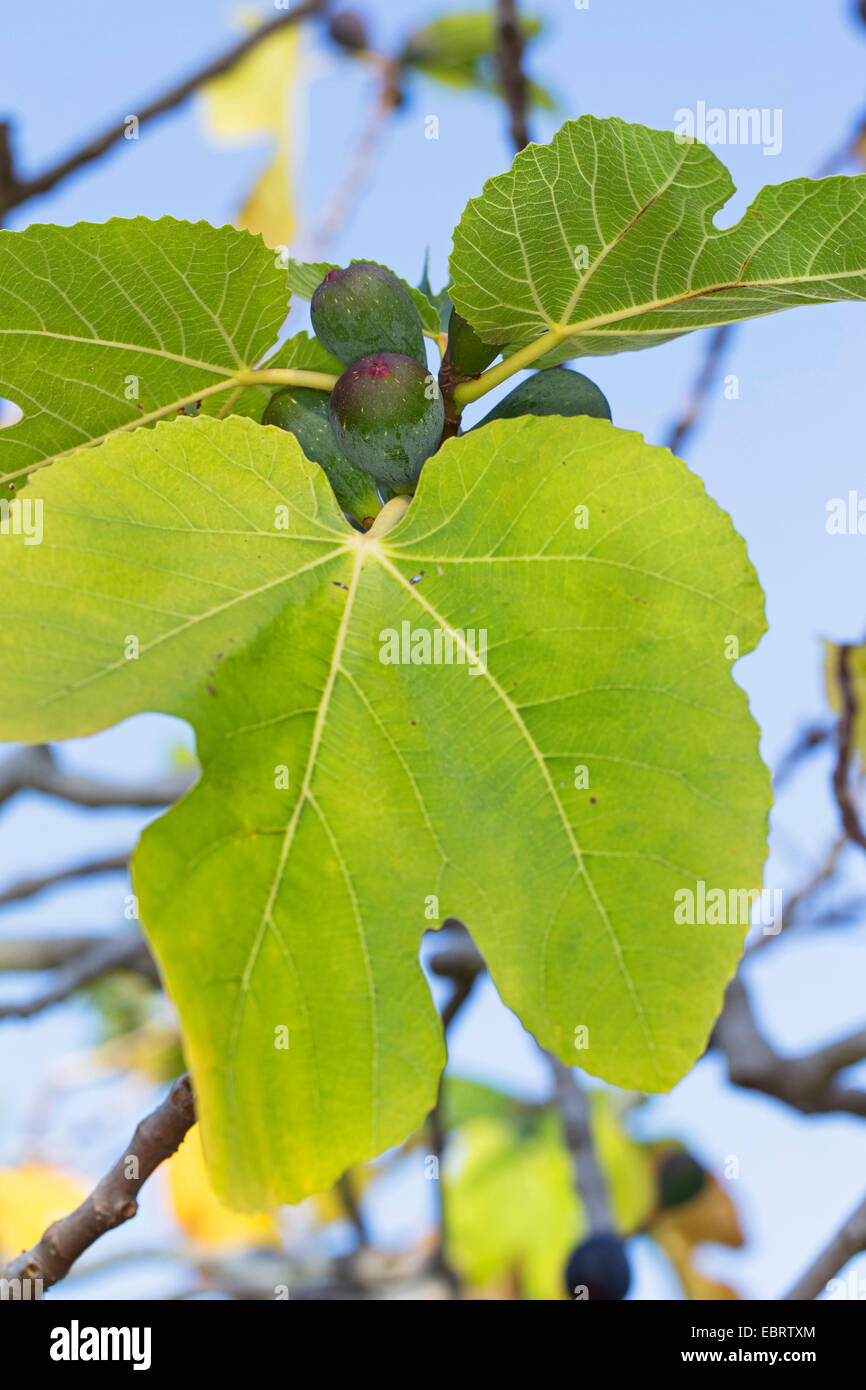 Edible Fig Tree Stock Photos & Edible Fig Tree Stock Images Alamy