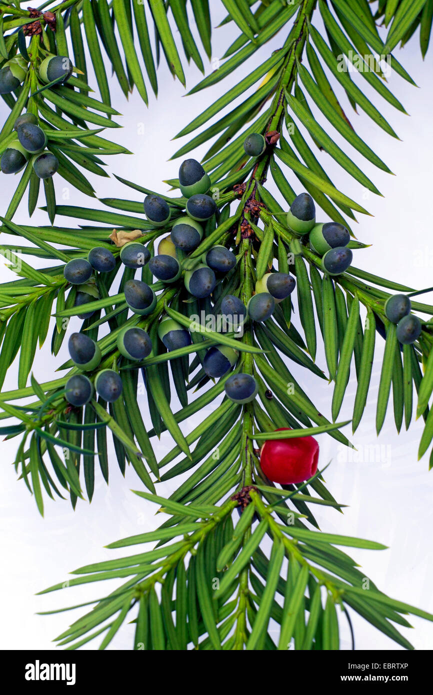 Common yew, English yew, European yew (Taxus baccata), branch of a yew with ripe an unripe seeds Stock Photo
