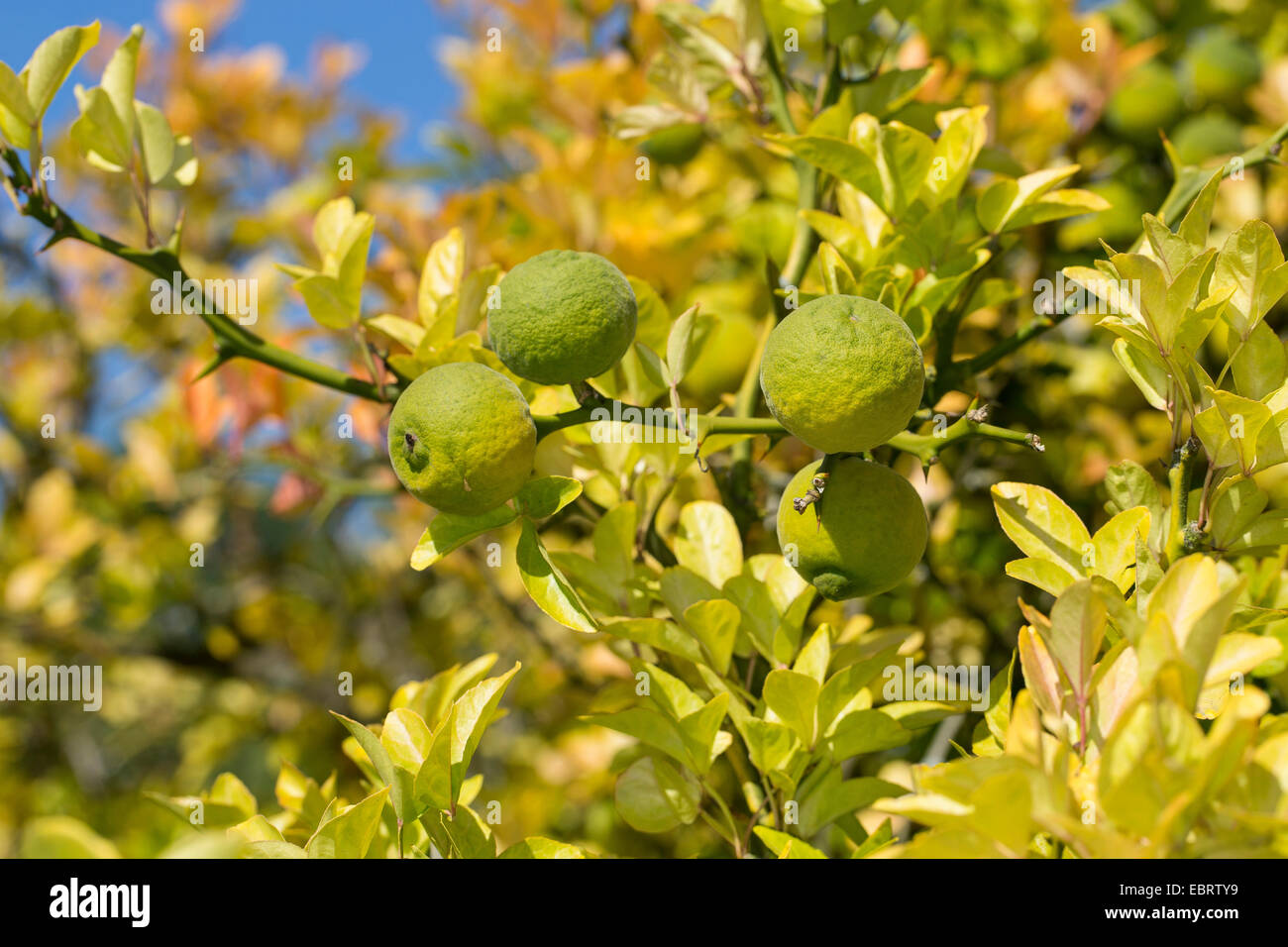 Trifoliate orange (Poncirus trifoliatam Citrus trifoliata), branch with immature fruits Stock Photo