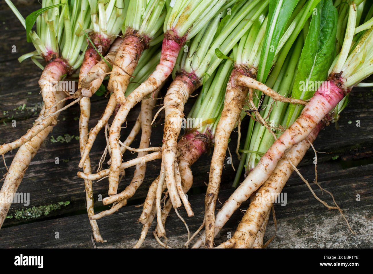 common evening primrose (Oenothera biennis), edible roots, Germany Stock Photo