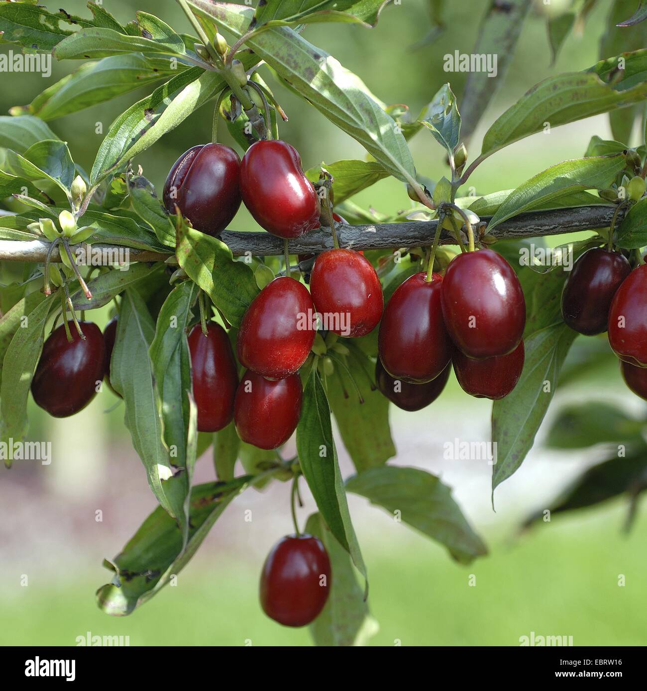 cornelian cherry wood (Cornus mas 'Kasanlaker', Cornus mas Kasanlaker), cultivar 'Kasanlaker Stock Photo