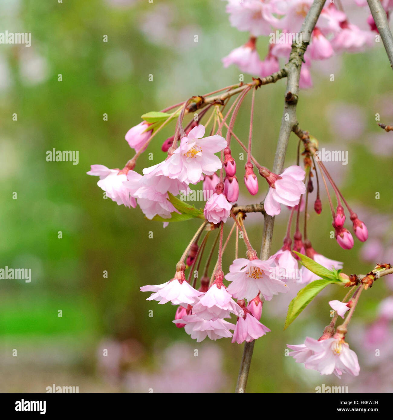 Autumn Cherry, Winter Flowering Cherry (Prunus subhirtella 'Pendula', Prunus subhirtella Pendula, Prunus pendula), blooming branch Stock Photo