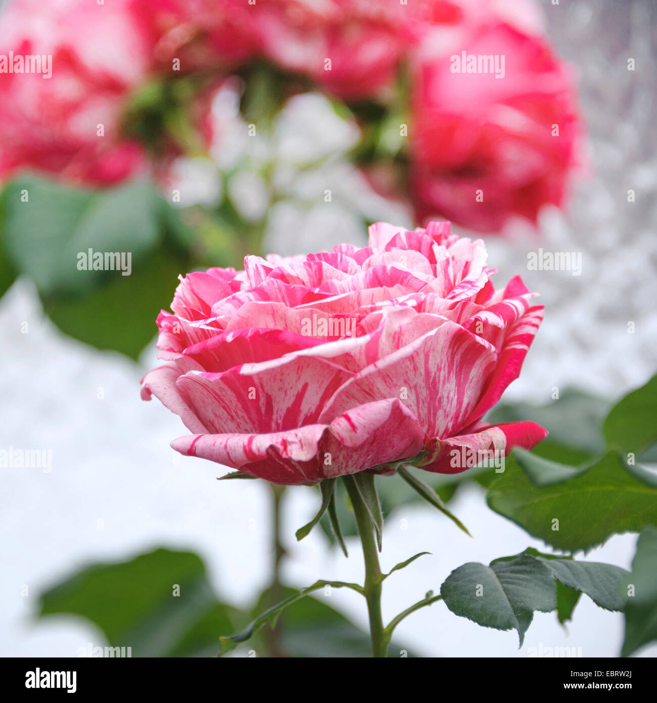 Nostalgie-Rose (Rosa 'Best Impression'), cultivar Best Impression Stock Photo