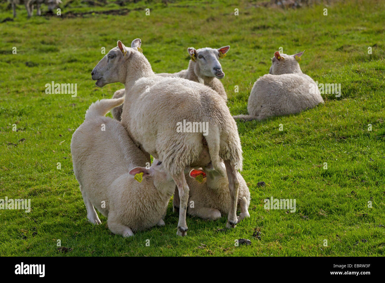 domestic sheep (Ovis ammon f. aries), two lambs drinking by their mother, Norway Stock Photo