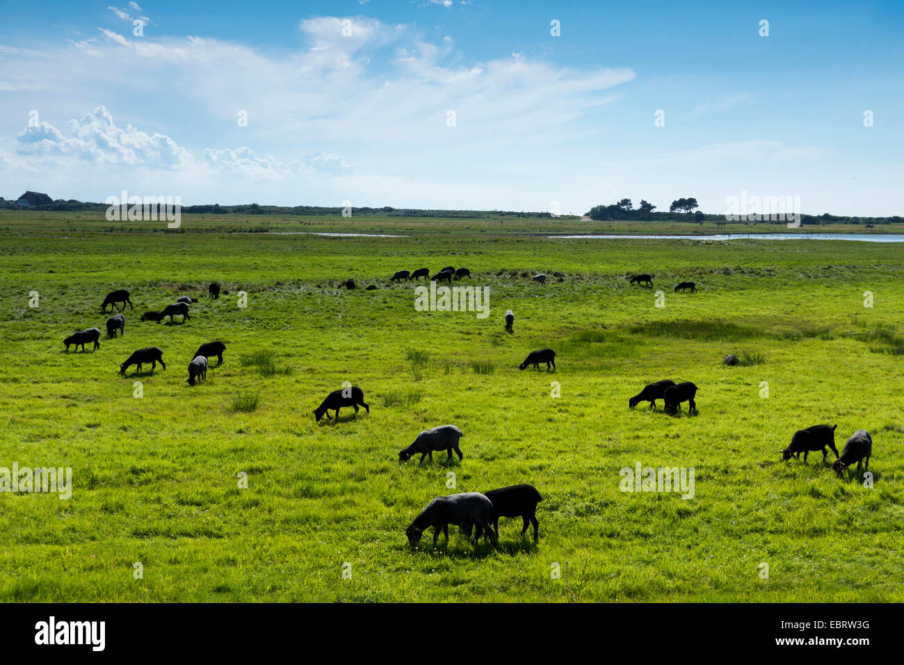 domestic sheep (Ovis ammon f. aries), grazing black sheep, Germany, Mecklenburg-Western Pomerania, Hiddensee Stock Photo