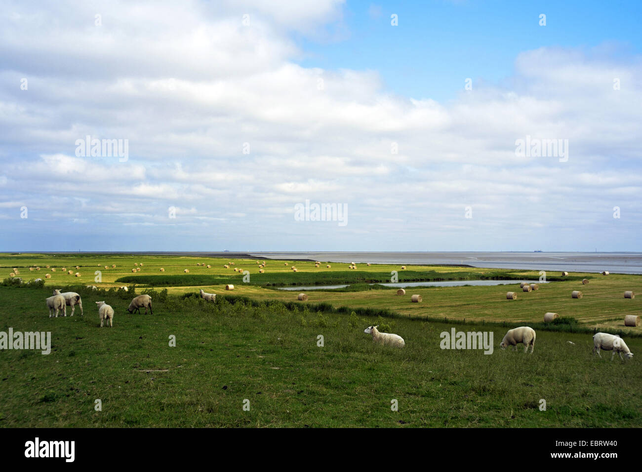 embankment foreland with sheeps, bales of straw  and kolk, Germany, Lower Saxony, Wesermarsch, Butjadingen Stock Photo