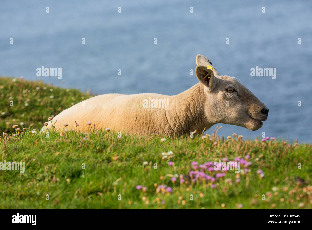 domestic sheep (Ovis ammon f. aries), resting at the edge of a cliff, Ireland, Downpatrik Head Stock Photo