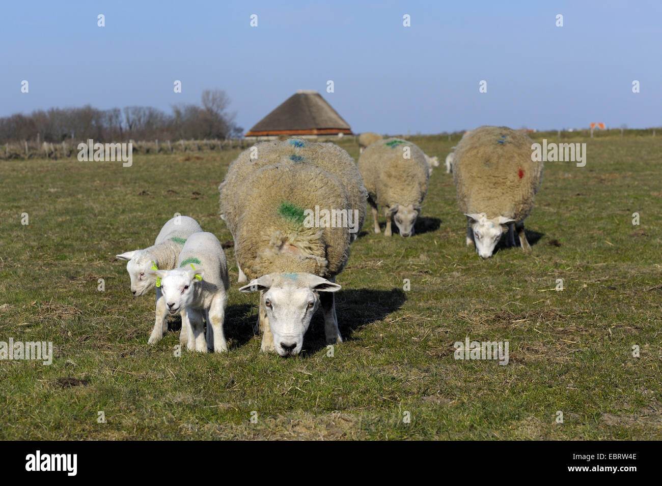 Texel sheep (Ovis ammon f. aries), sheep and lambkins in a pasture, Netherlands, Texel Stock Photo