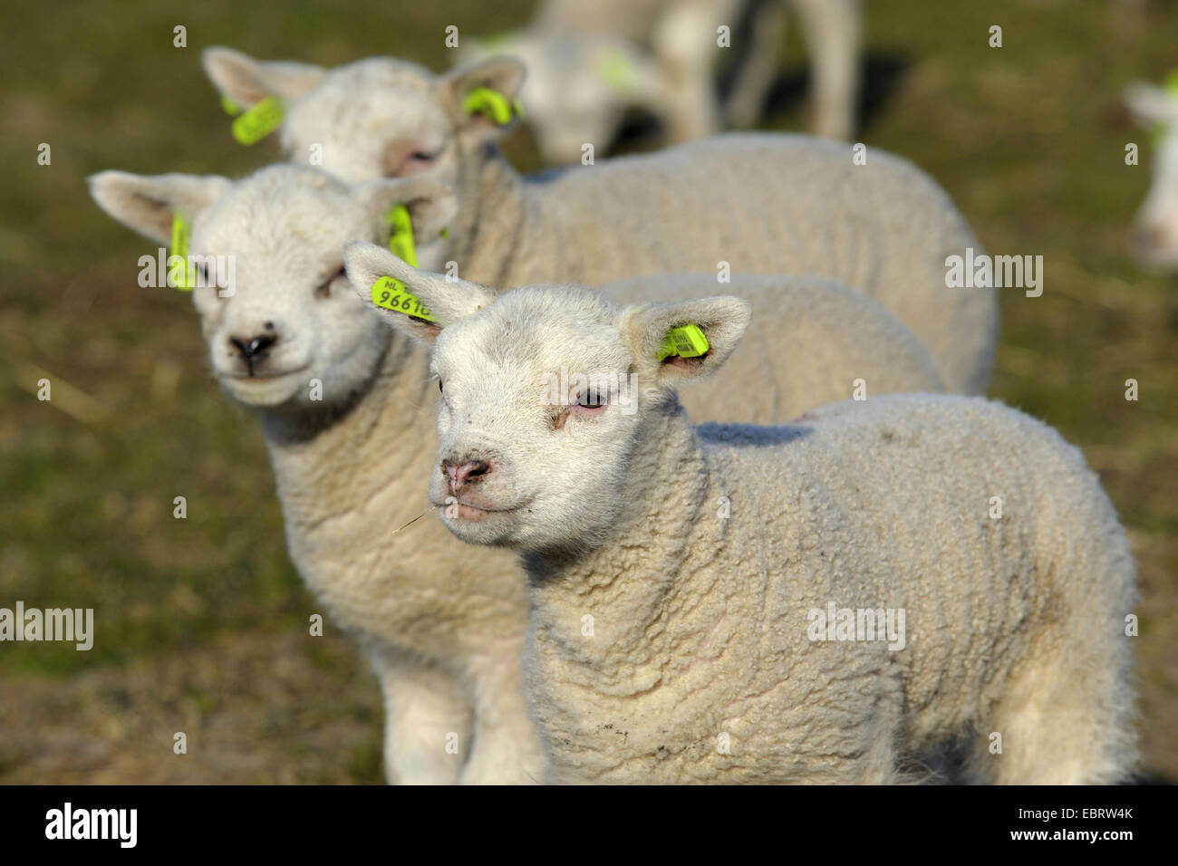 Lambkins Lamb Lambkins Lamb
