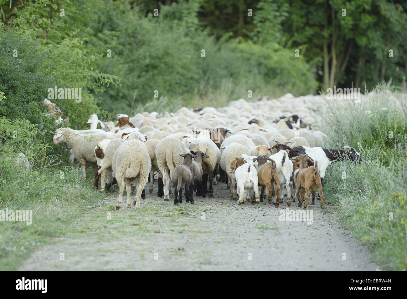 Boer goat (Capra hircus, Capra aegagrus f. hircus), Flockp of Boer goats and Sheep on a field path, Germany, Bavaria Stock Photo