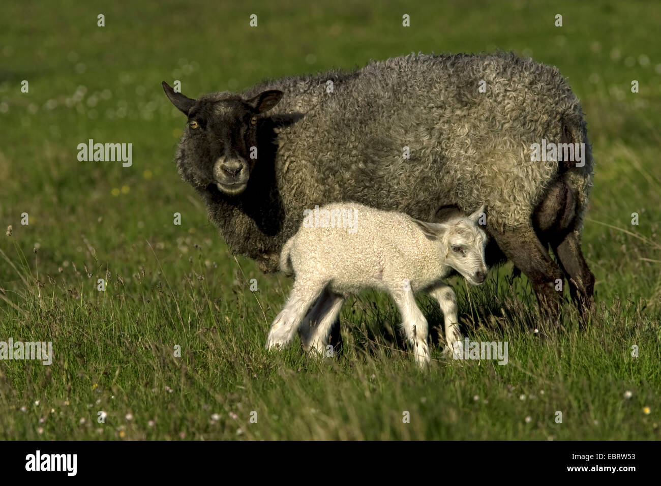domestic sheep (Ovis ammon f. aries), black ewe with white lamb, Sweden, Oeland Stock Photo
