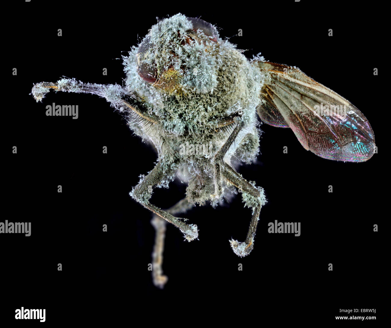 houseflies, house flies (Muscidae), mouldy fly Stock Photo