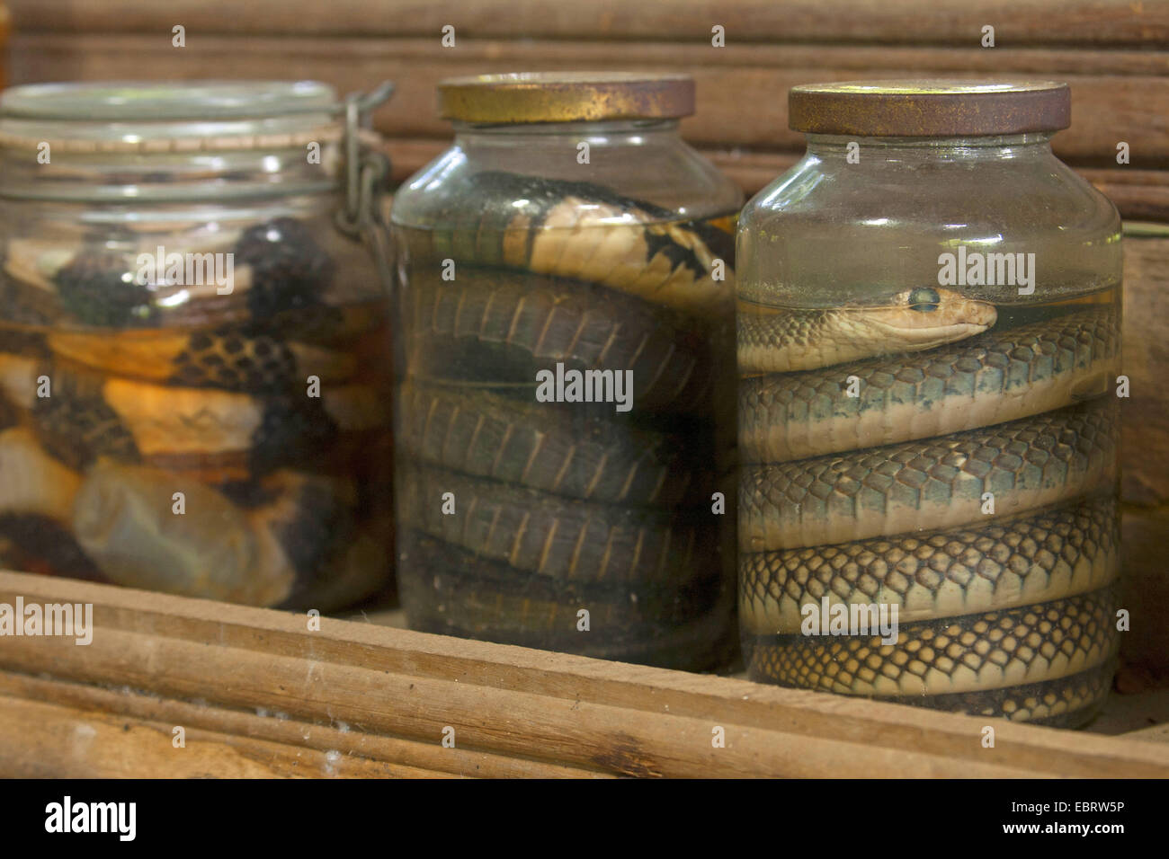 Yellow-bellied rat snake, Indo-Chinese rat snake  (Ptyas korros), preserved snakes in a formaldehyde solution, Thailand, Mae Sa Snake Farm, Chiang Mai Stock Photo