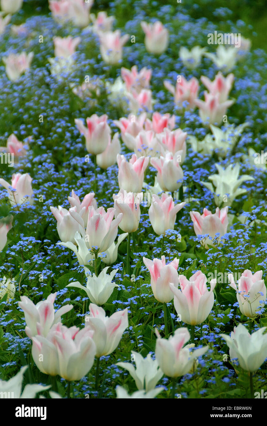 garden tulip (Tulipa 'Holland Chic', Tulipa Holland Chic), cultivar Sorte Holland Chic and cultivar Tulipa White Trumphator Stock Photo