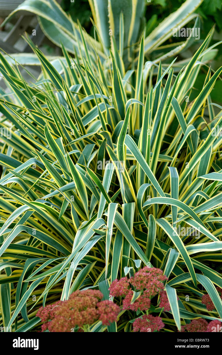 Adam's needle, weak-leaf Yucca (Yucca filamentosa 'Bright Edge', Yucca filamentosa Bright Edge), cultivar Bright Edge Stock Photo