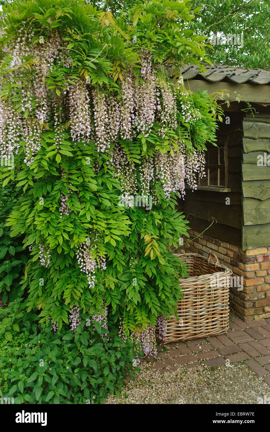 Japanese wisteria (Wisteria floribunda 'Honbeni', Wisteria floribunda Honbeni), cultivar Honbeni Stock Photo